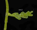 Caulerpa racemosa var cylindracea